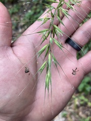 Elymus californicus