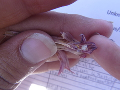 Aphyllon corymbosum
