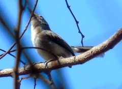 Polioptila nigriceps