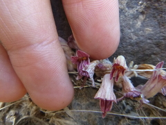 Aphyllon corymbosum