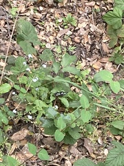 Gnophaela latipennis