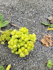 Glehnia littoralis