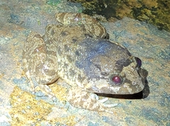 Limnonectes fujianensis