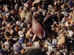 Mitrella semiconvexa