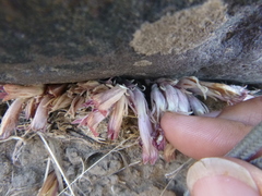 Aphyllon corymbosum