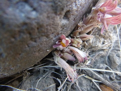 Aphyllon corymbosum
