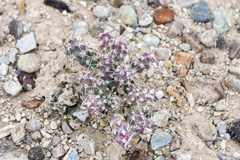 Micropuntia pulchella