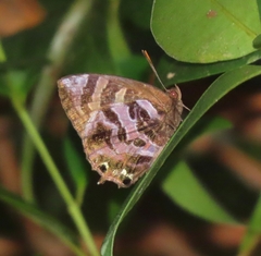 Flos fulgida singhapura