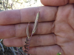 Astragalus obscurus