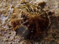 Siphonaria alternata