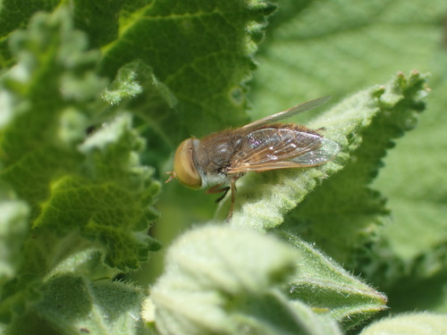 Atylotus duplex