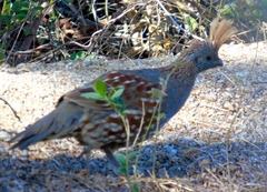 Callipepla douglasii