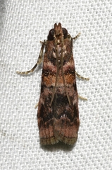 Dioryctria pygmaeella