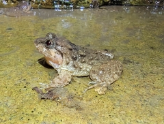 Limnonectes fujianensis