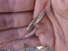 Astragalus obscurus