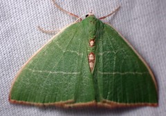 Nemoria glaucomarginaria