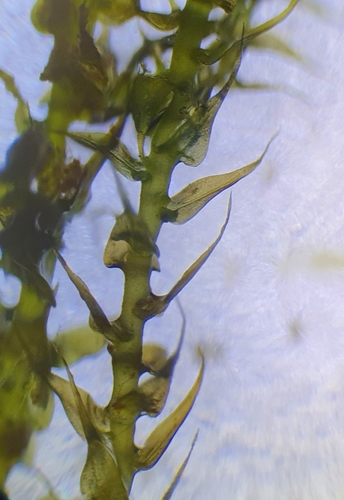 Drepanocladus polygamus