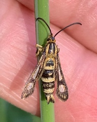 Chamaesphecia empiformis