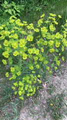 Euphorbia virgata