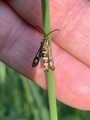 Chamaesphecia empiformis