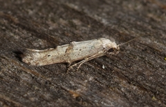 Epermenia cicutaella