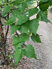 Betula neoalaskana