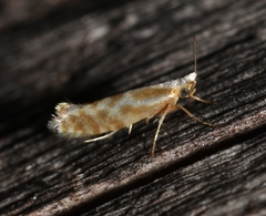 Argyresthia freyella