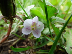 Claytonia rosea
