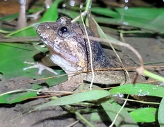 Limnonectes fujianensis