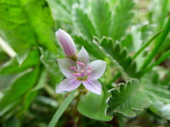 Claytonia rosea
