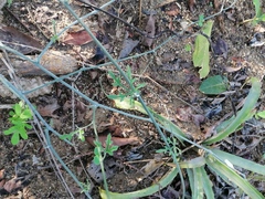 Ibervillea hypoleuca