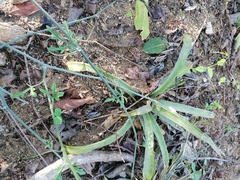 Ibervillea hypoleuca