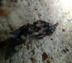 Mitrella ocellata