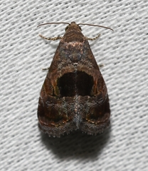 Tripudia rectangula