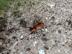 Castianeira alteranda