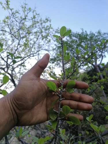 Bursera schlechtendalii (Bursera schlechtendalii)