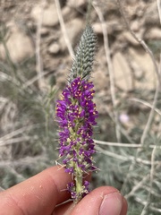 Dalea searlsiae