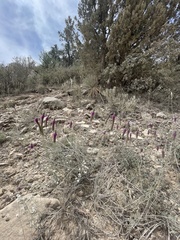 Dalea searlsiae