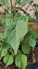 Abutilon theophrasti
