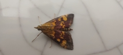 Pyrausta aurata