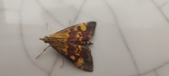 Pyrausta aurata