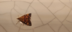 Pyrausta aurata