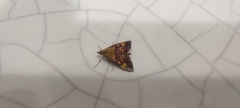 Pyrausta aurata