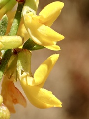 Acmispon glaber glaber