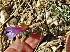 Penstemon caespitosus
