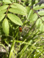 Clytra quadripunctata