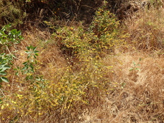 Acmispon glaber glaber