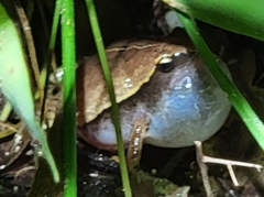 Microhyla heymonsi