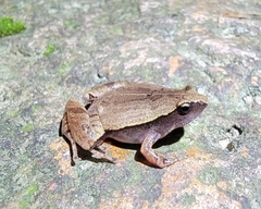 Microhyla heymonsi