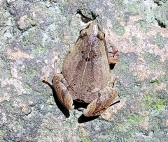 Microhyla heymonsi